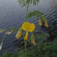 Sesbania speciosa Taub. ex Engl.